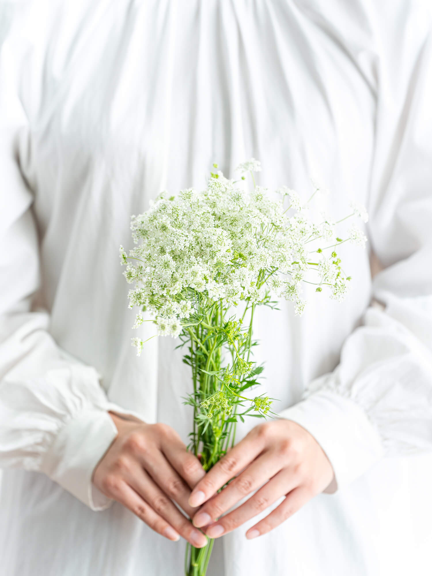 レースフラワー（白）おまかせ品種｜花の仕入れを簡単に。花材の卸通販