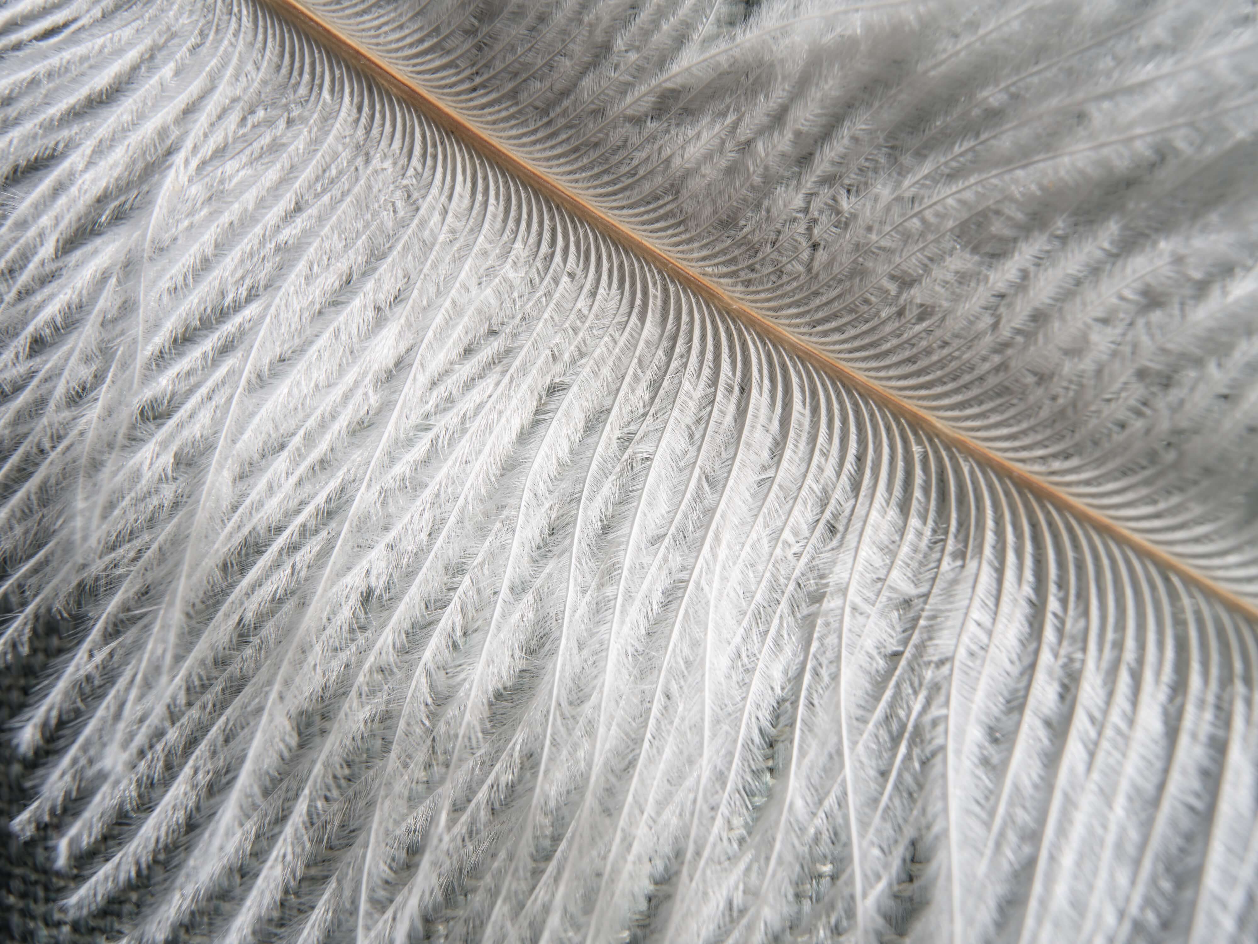 Hasselblad X エクステンションチューブ（9 mm）