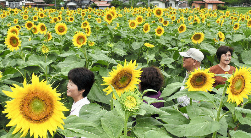 島根・益田で1万2000本のヒマワリ迷路 寄付で栽培 | 毎日新聞