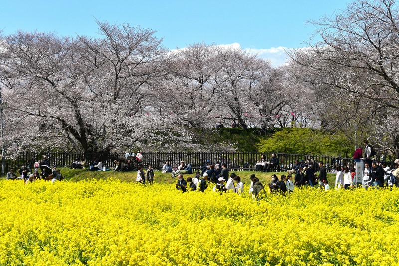 ピンクと黄色のコントラスト 埼玉の権現堂桜堤で桜と菜の花見ごろ