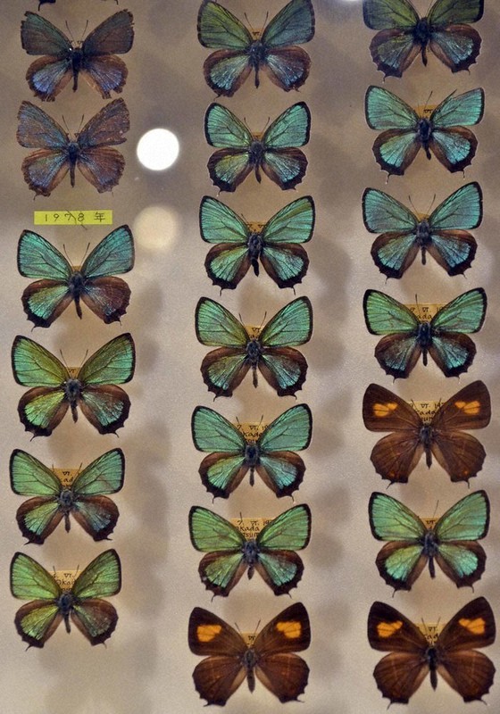 信州のファーブル」が追った美しきチョウ 圧巻146種 長野・松本で特別