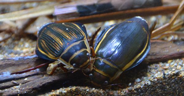 世界最大のゲンゴロウ、国内初展示 繁殖研究でラトビアから輸入 福島