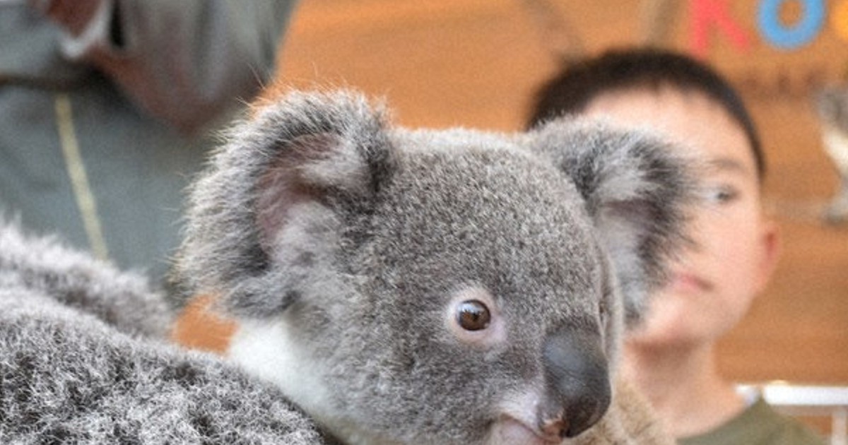 平川動物公園 新コアラ館オープン 仕切りなく間近で観察 鹿児島 | 毎日新聞