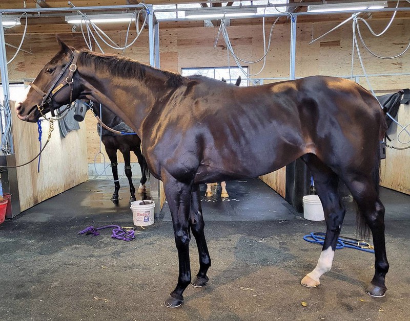 G1連覇のイクイノックス、「JRA年度代表馬」に 「本人」に受賞報告