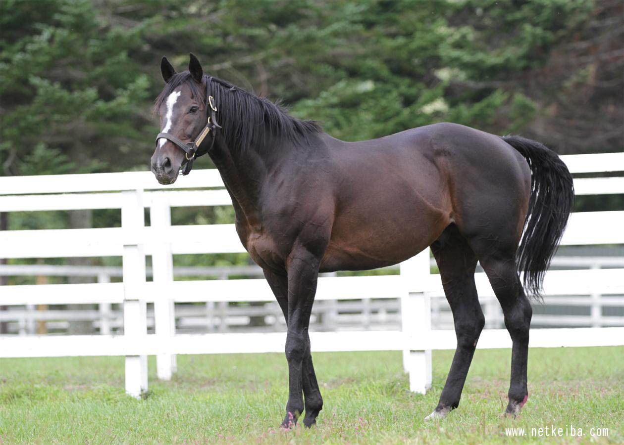 スペシャルウィーク (Special Week) | 競走馬データ - netkeiba