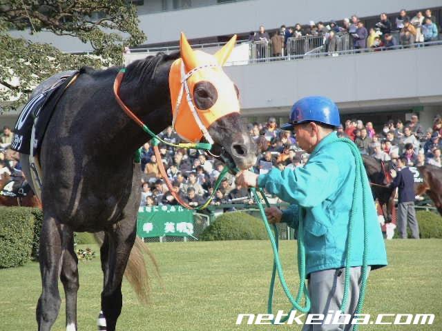 ポイントフラッグ (Point Flag) | 競走馬データ - netkeiba