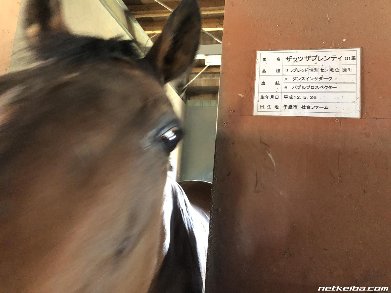 ザッツザプレンティ (That's the Plenty) | 競走馬データ - netkeiba