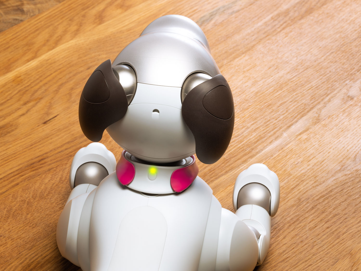 aiboネーム首輪 – ROBO-UNI