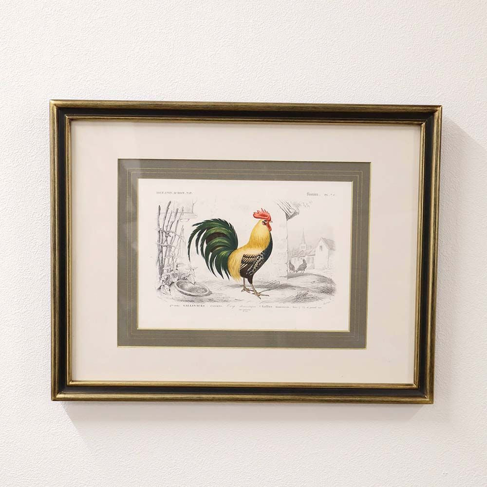 小さな王者のたたずまい♪ 動物画 万有博物学事典 ニワトリ（額付き