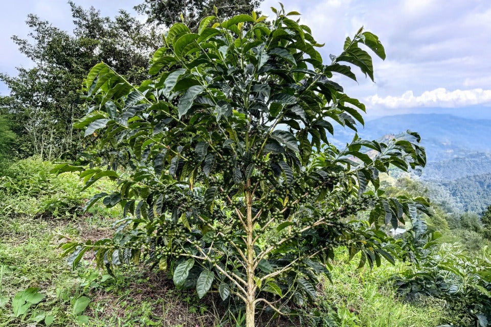 コロンビア セロ・アスール農園 ゲイシャ ナチュラル