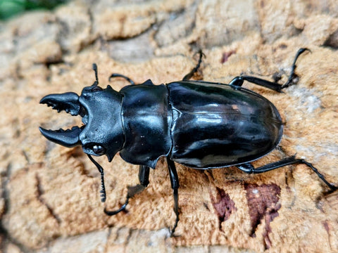 2025.11.27.新入荷!! – クワガタムシ・カブトムシ昆虫専門店COLORS