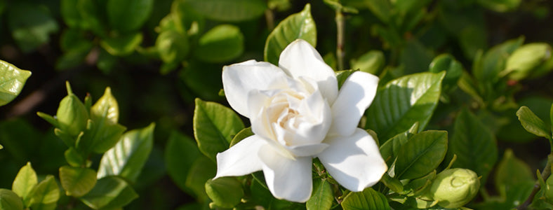 クチナシ（梔子）盆栽の販売｜盆栽妙 – 盆栽妙 本店