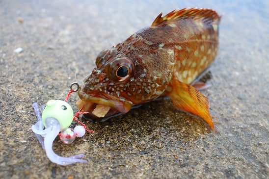 不思議なタコさん【3号・5号】 – lumica shop