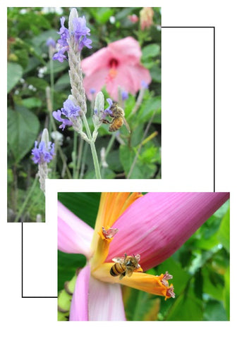 Our Hawaii Honey Varietals | Each is One-of-a-Kind – Hawaiian