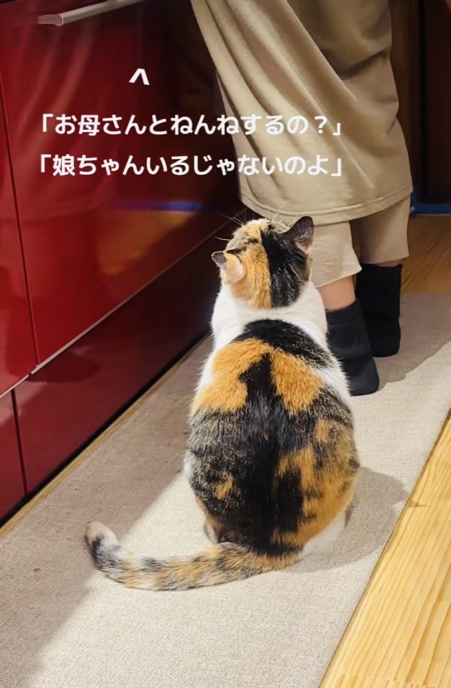 大好きなママに構ってほしくて『必死にアピールする三毛猫』…あまりに