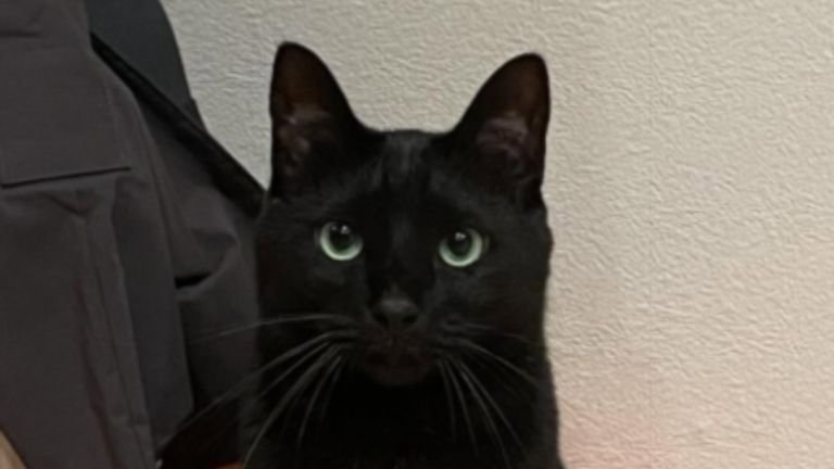 いつのまにか使い方をマスターしている…黒猫が座っていた『椅子』を見