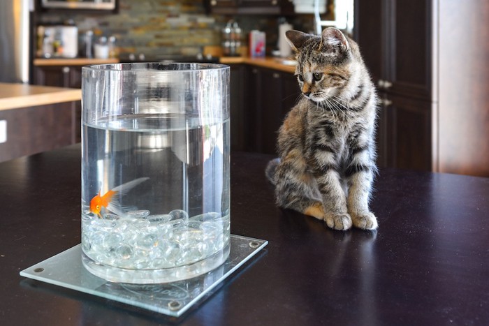 猫と金魚を同居させる時の5つの注意点 | ねこちゃんホンポ