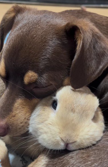 物音に驚いたウサギ→怖いことがあると必ず犬のそばに…種族を超えた