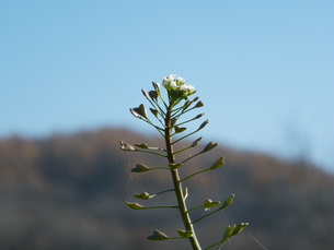 ぺんぺん草の写真素材 [FYI00436288] | ストックフォトの Qlean Market