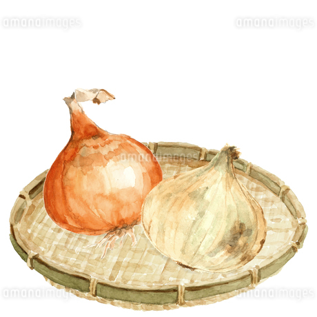 水彩 ザルにのせた玉ねぎ2種 新玉ねぎ 野菜 素材のイラスト素材