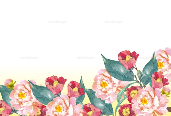 椿と牡丹の花 水彩フレームのイラスト素材 [FYI04679048] | ストック