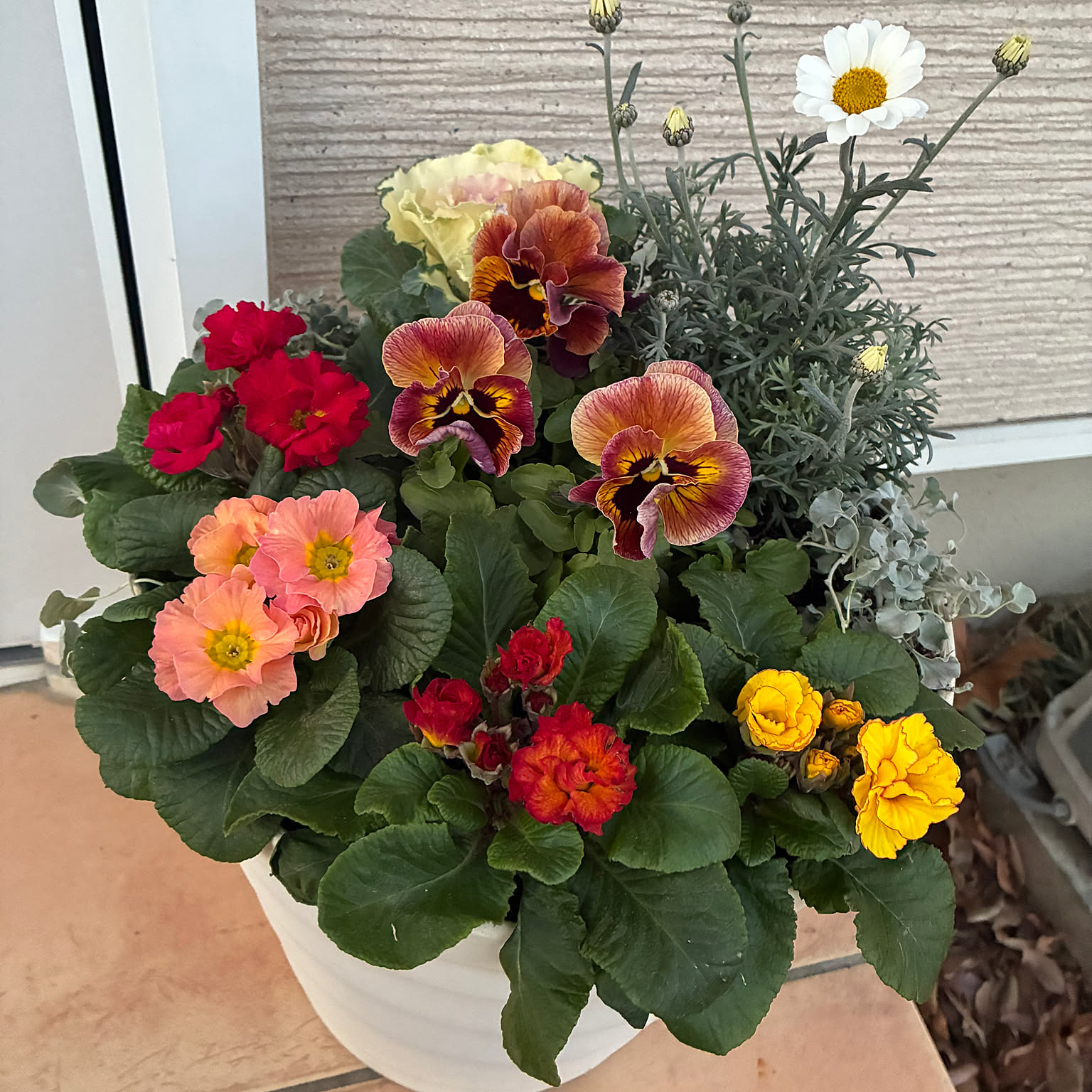 寄せ植え プリムラジュリアンのおすすめ商品とおしゃれな実例