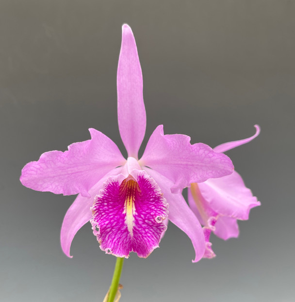 Cattleya violacea 'Muse' FCC/AOS (4N) - OrchidWeb