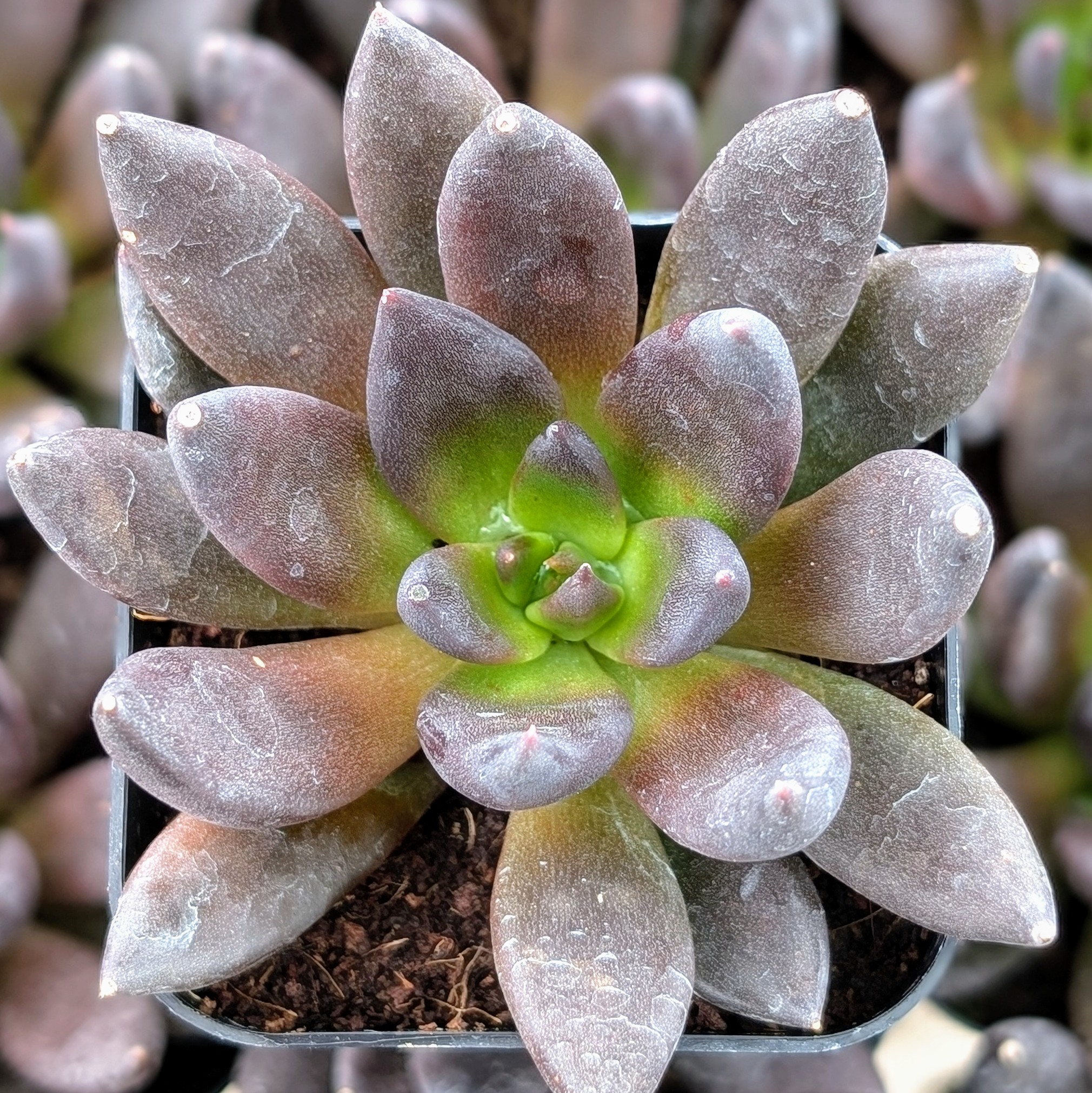 ech_new_black1__52381.