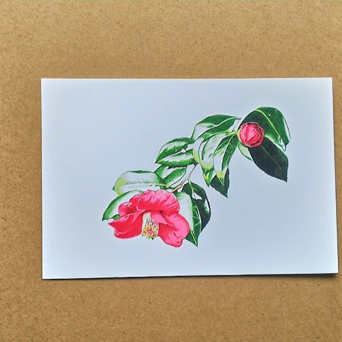 0033 色鉛筆 イラスト 花 ツバキ A4サイズ イラスト アトリエ雅夫 通販