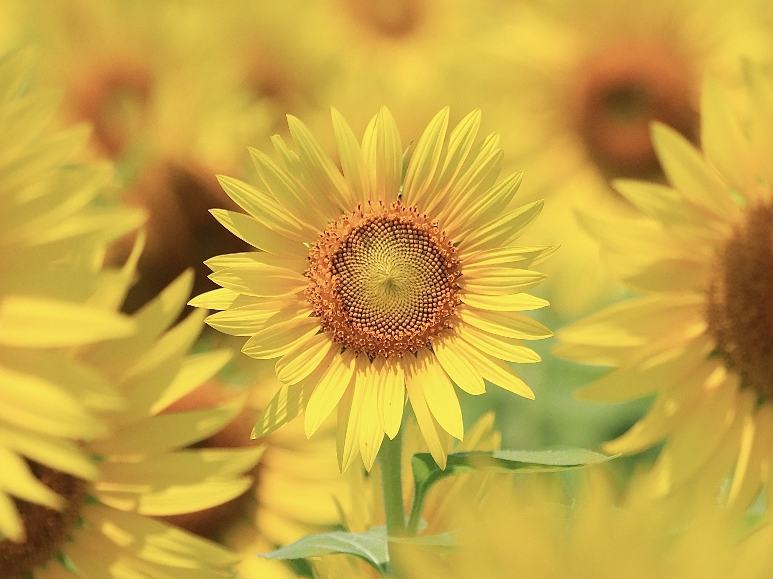 上里ひまわり畑 | 観光スポット一覧 | 【公式】埼玉観光情報 - ちょこ