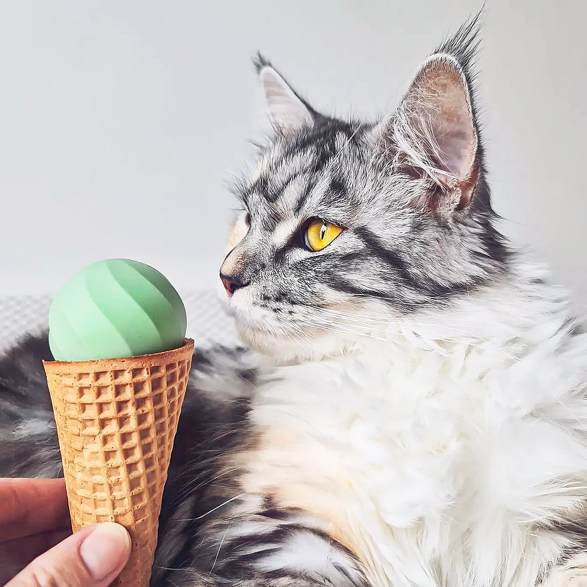 Ice Cream Cat Ball Toy | Fun Playtime
