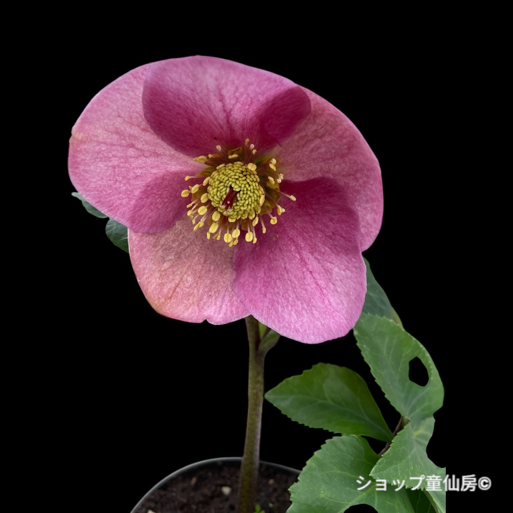 クリスマスローズ,童仙房ナーセリー＆ガーデンのクリスマスローズ,雪の