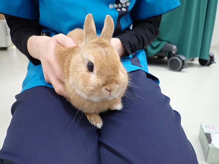 うさぎ | 病気かなと思ったら。検査、治療、手術、入院に対応 | ちゅら