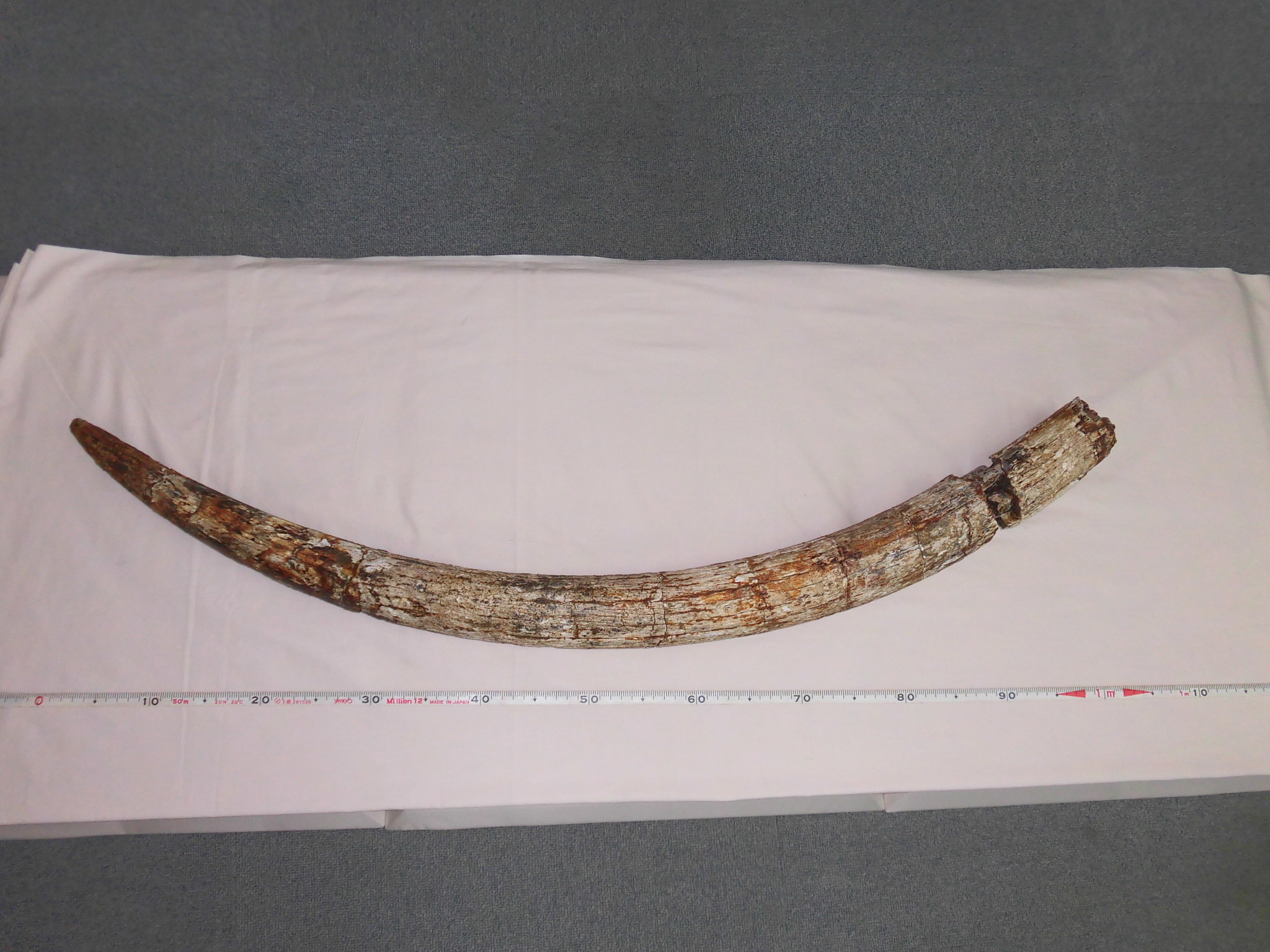 ナウマンゾウの切歯 - 鹿嶋市ホームページ