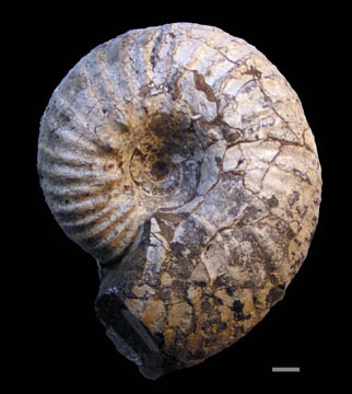 パキデスカス科のアンモナイト
