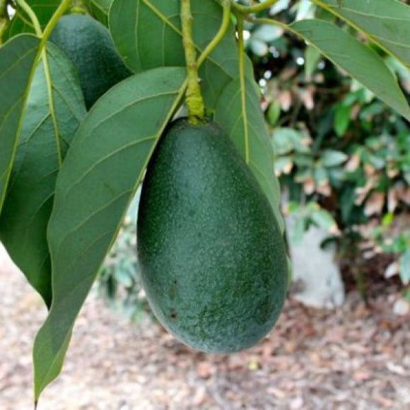 Bacon Avocado | C&J Gardening Center