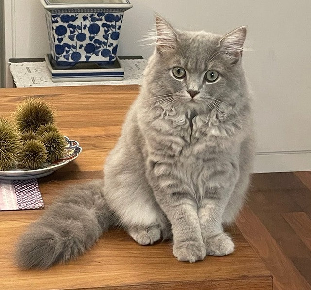 画像・写真 | 高橋克典、“新しい家族”愛猫の「おやすみニャさい