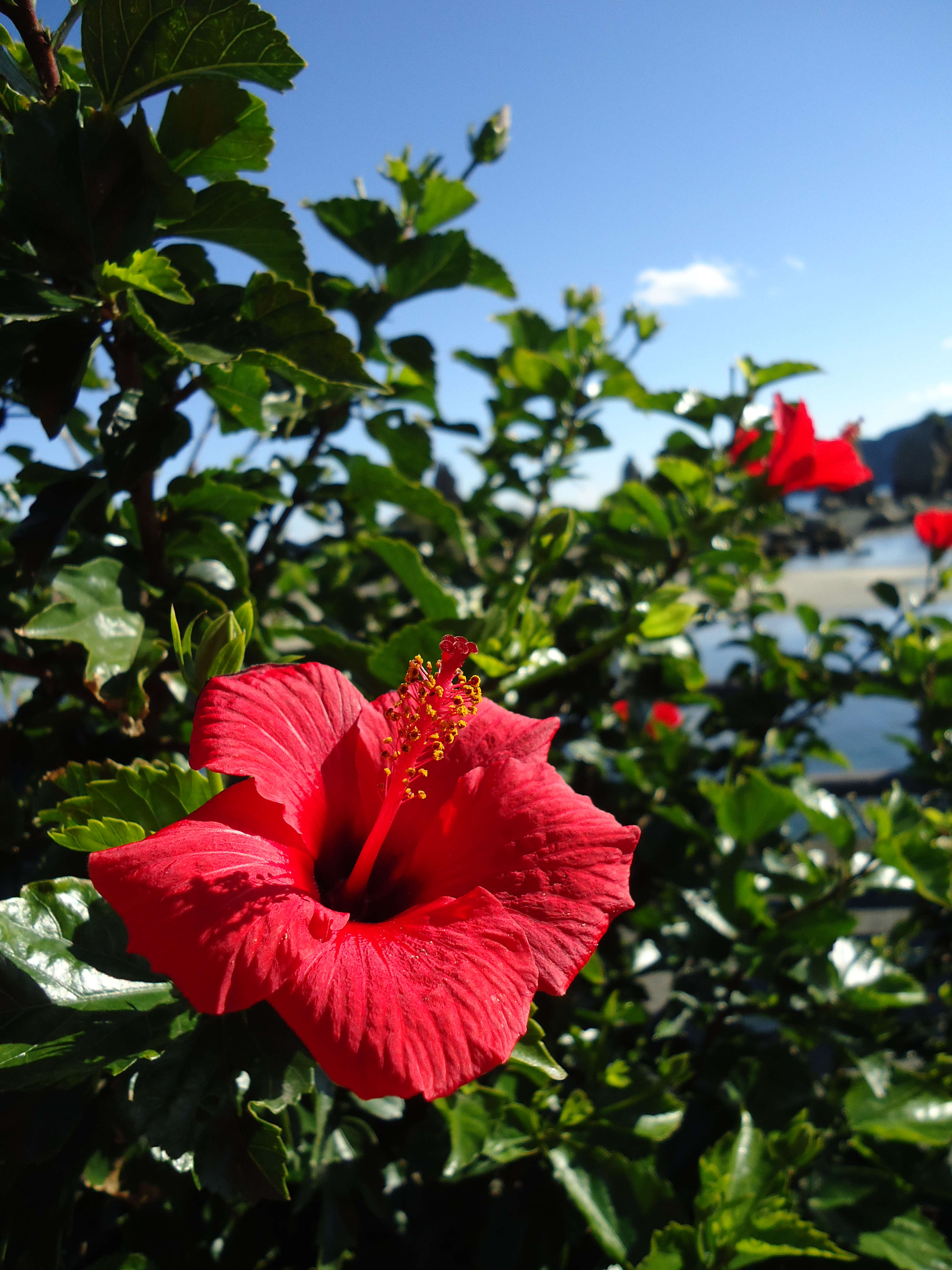 DSC-W530 撮影サンプル | デジタルスチルカメラ Cyber-shot