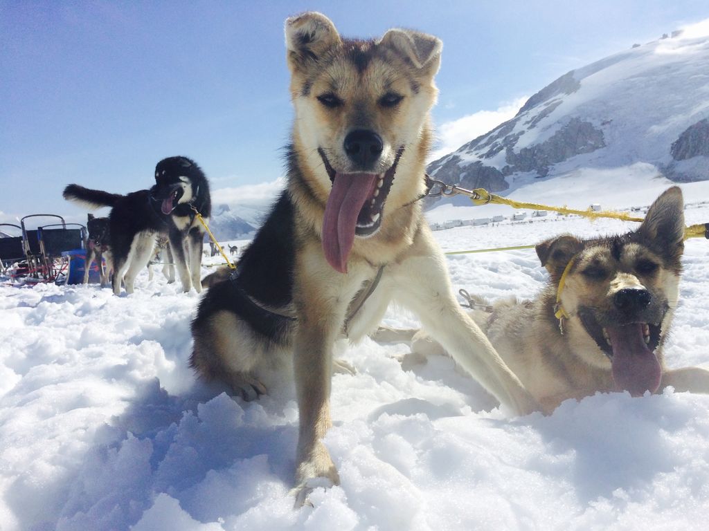 Alaska Icefield Expeditions - Glacier Dog Sledding in Beautiful