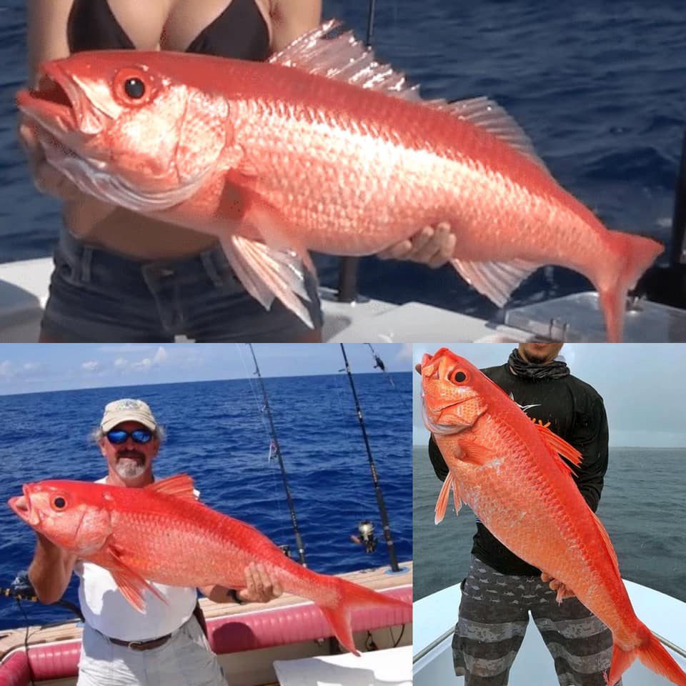 Fish School: Snapper Identification - Coastal Angler & The Angler
