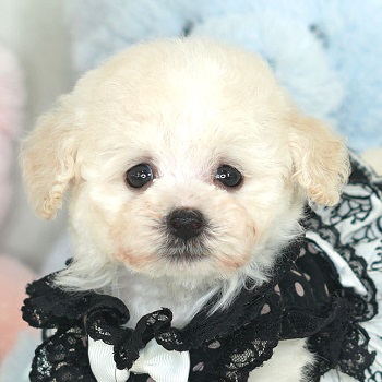 ホワイト - トイプードル・ティーカッププードルのブリーダー「ココ