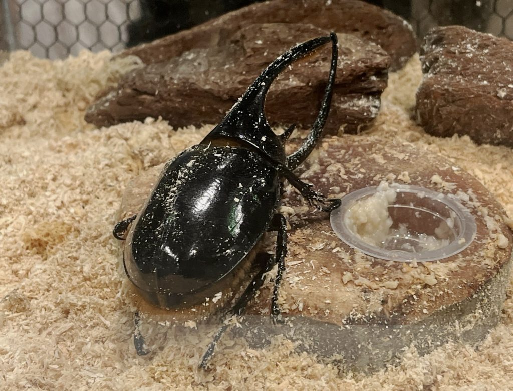 カブトクワガタ日記】第206回 ネプチューンオオカブトを手に入れた