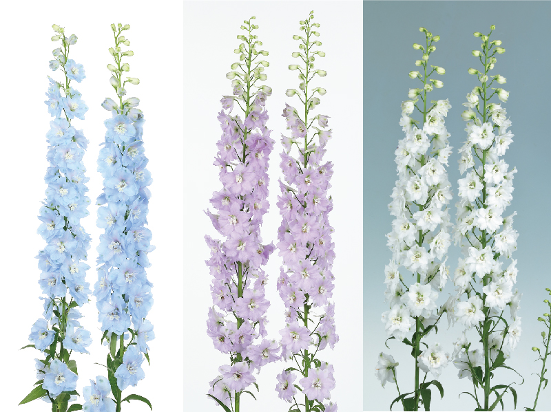 サカタのタネ、デルフィニウムの新シリーズを開発、3品種発売