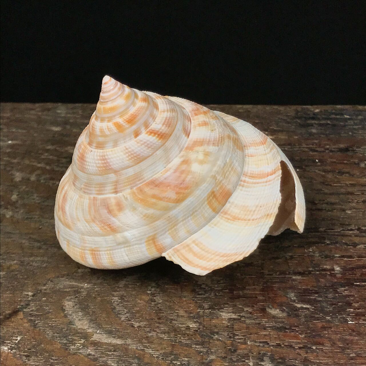 自然・標本 :: 標本 :: ベニオキナエビス Hirase's Slit Shell 71mm