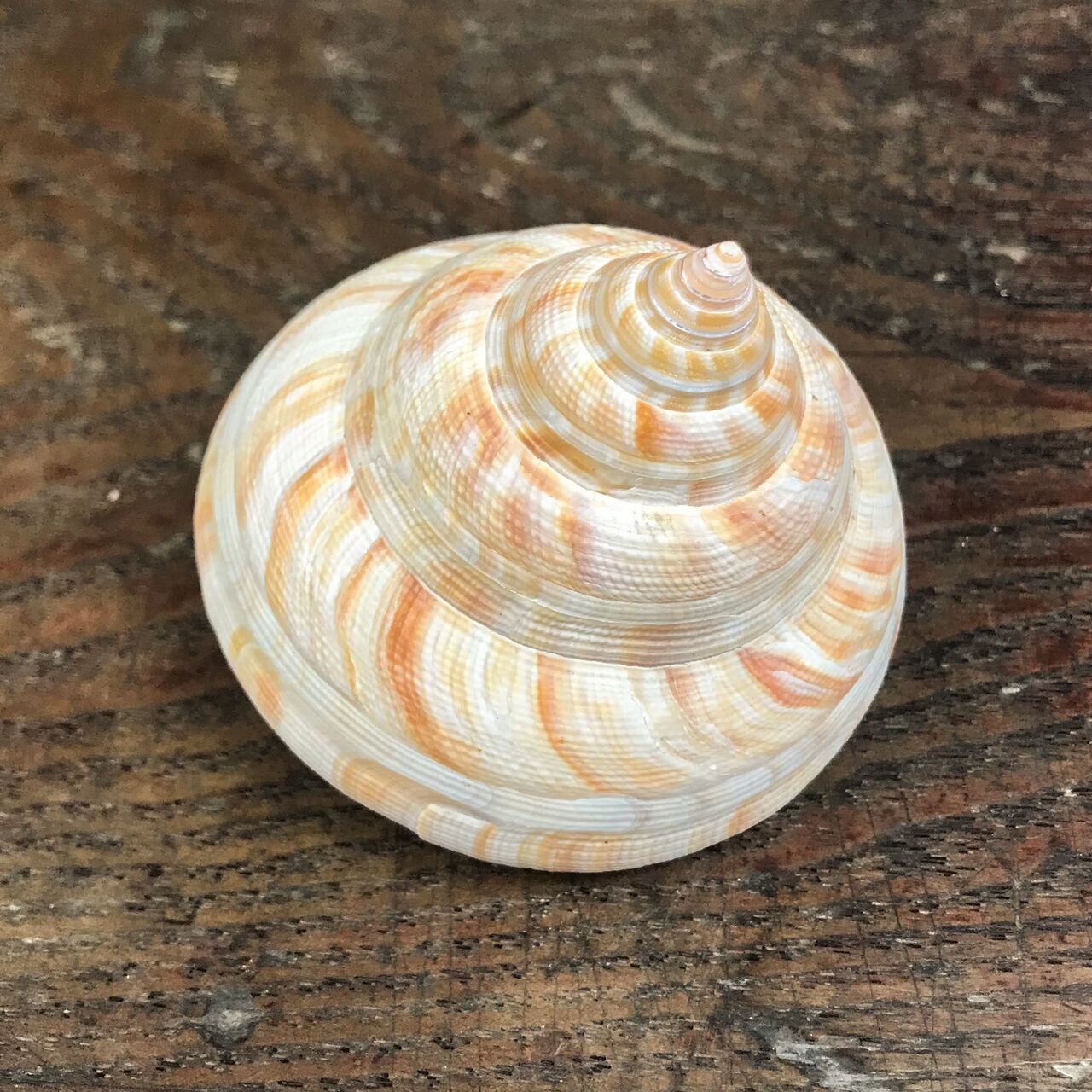 自然・標本 :: 標本 :: ベニオキナエビス Hirase's Slit Shell 71mm