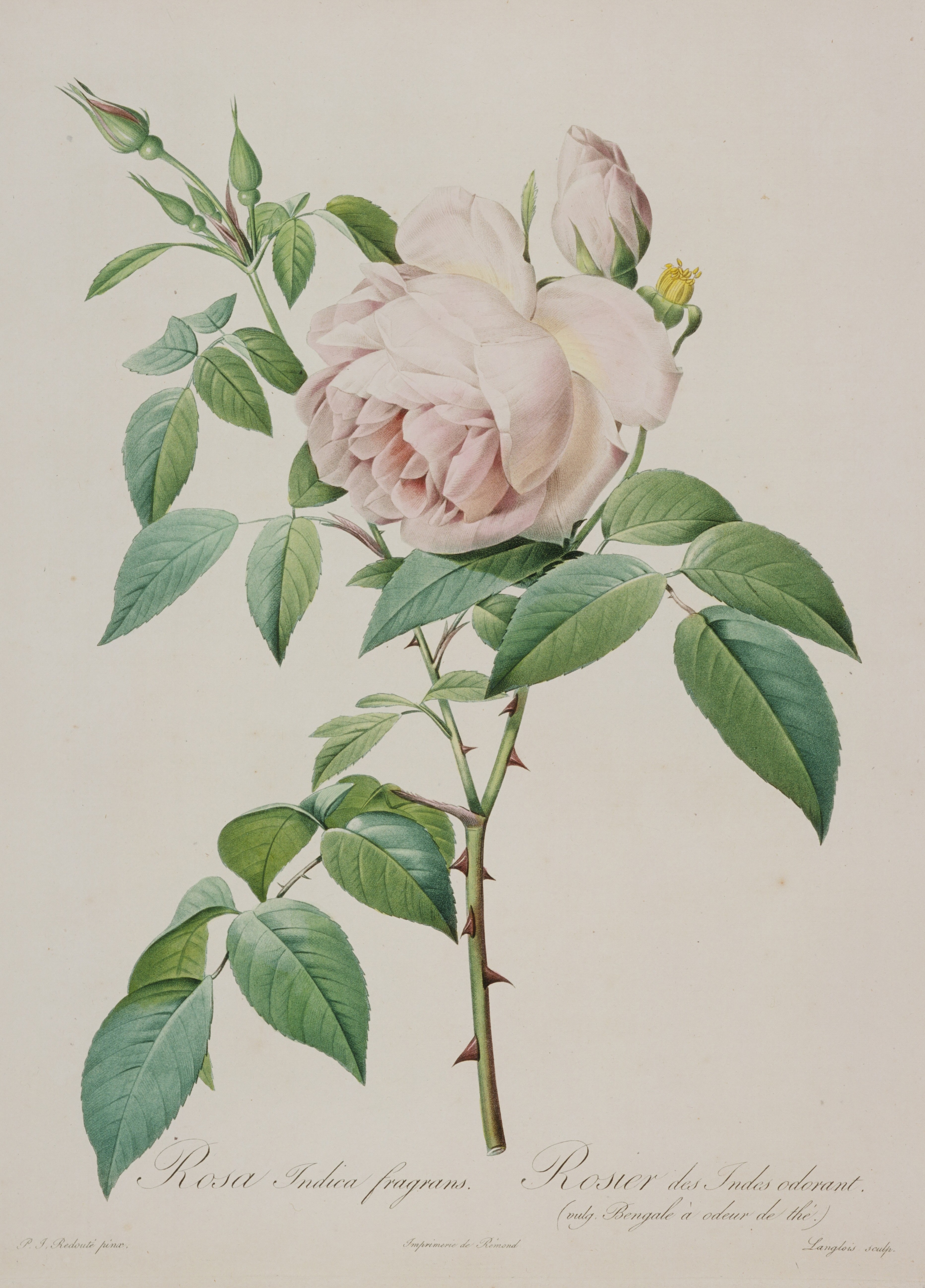 from学芸員】ルドゥーテらによる うるわしき薔薇の肖像 - 産経ニュース