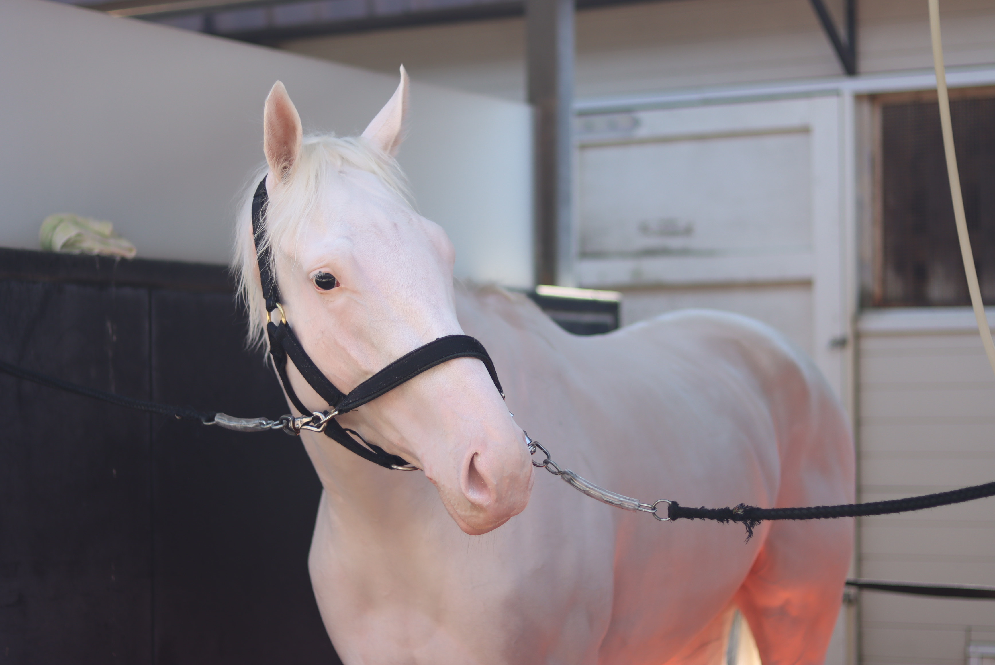 マルガ白毛新伝説へ！GⅠ3勝ソダシ半妹が武豊騎手とのコンビで12日函館