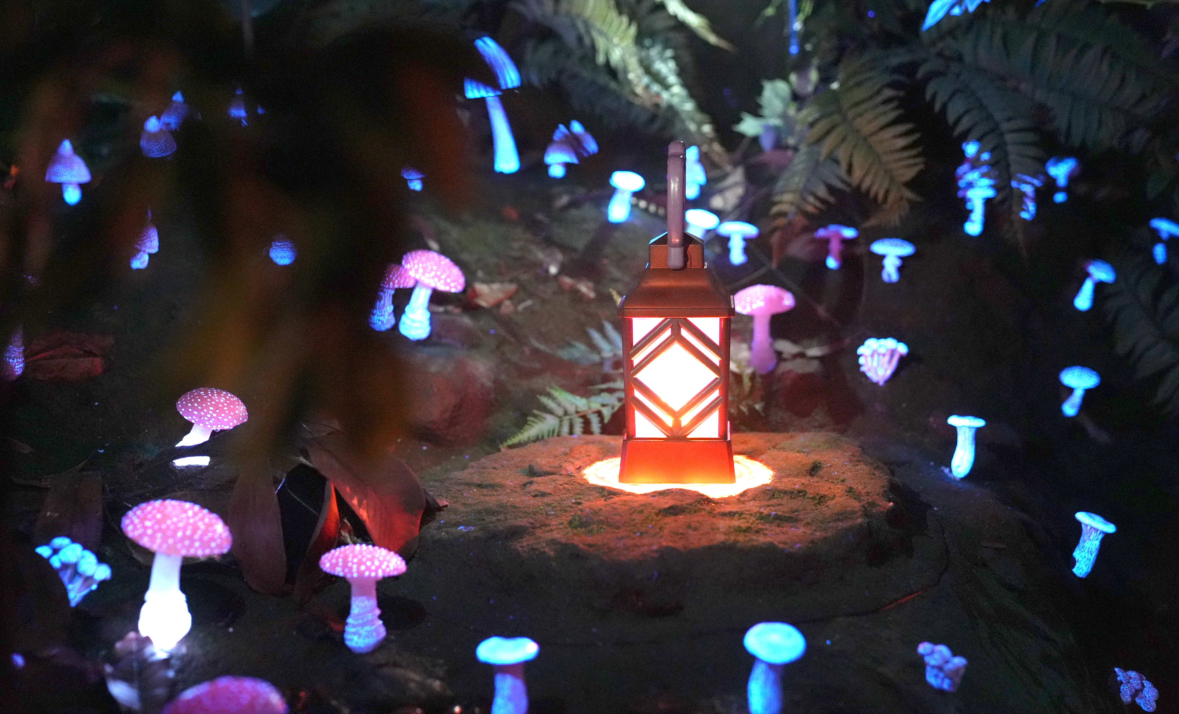 動画】森に迷い込み、光や霧で幻想体験 いのちを考えるきっかけに 万博