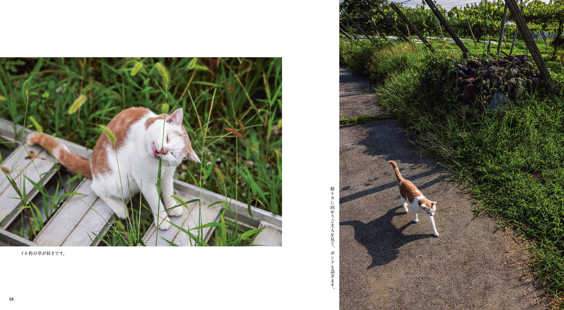 IWAGO'S BOOK⑨『ボンド 桃農家のねこ』 | 株式会社クレヴィス