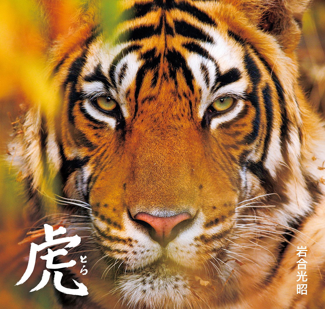 写真集『虎 とら』 | 株式会社クレヴィス